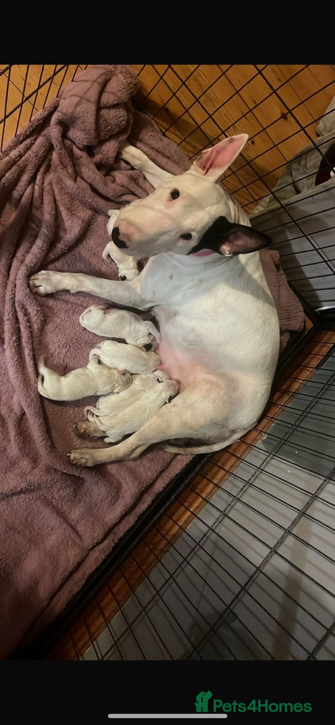 English Bull Terrier dogs for sale: English bull terrier puppies - Advert 1