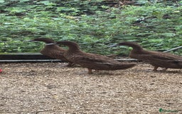 Ducks poultry for sale: Khaki Cambell ducks  - Image 3