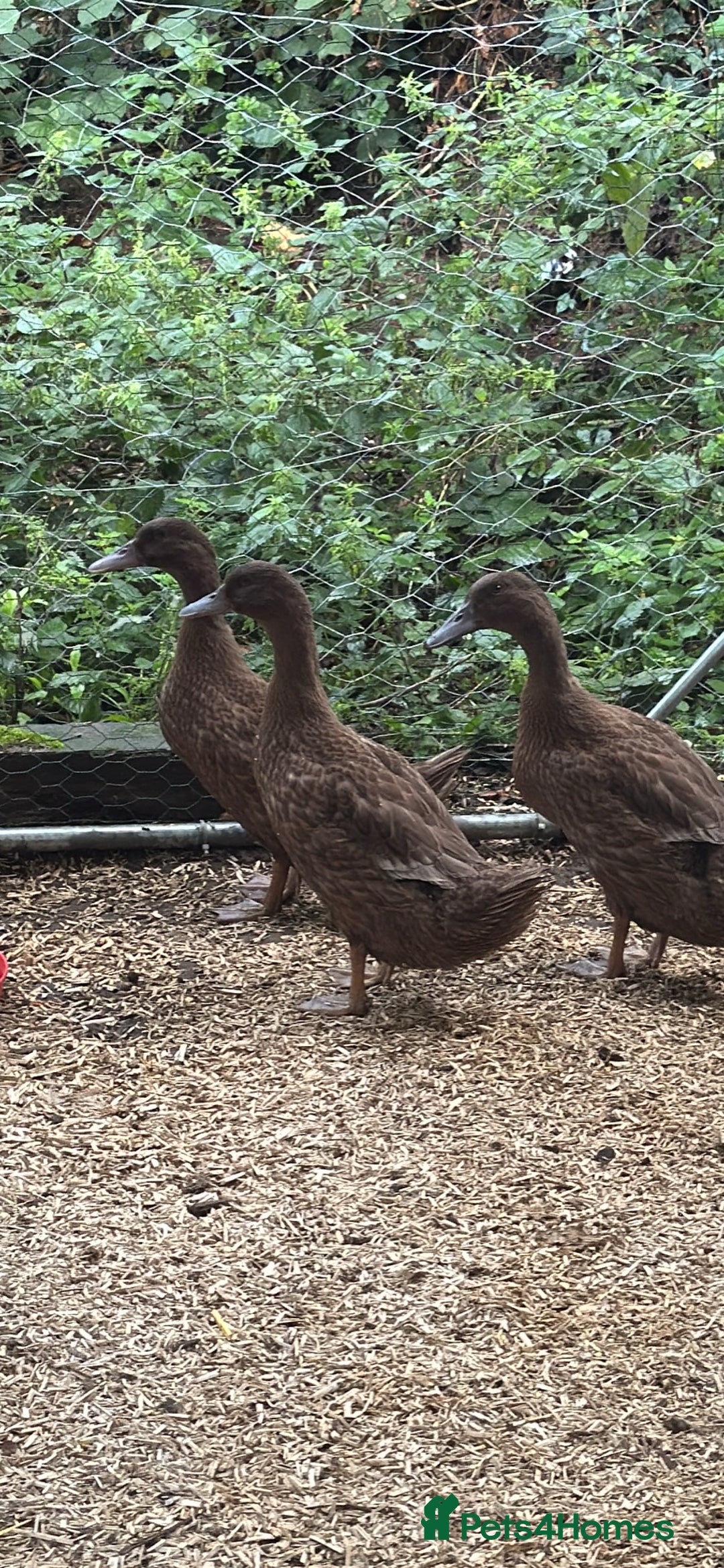 Ducks poultry for sale: Khaki Cambell ducks  - Image 3