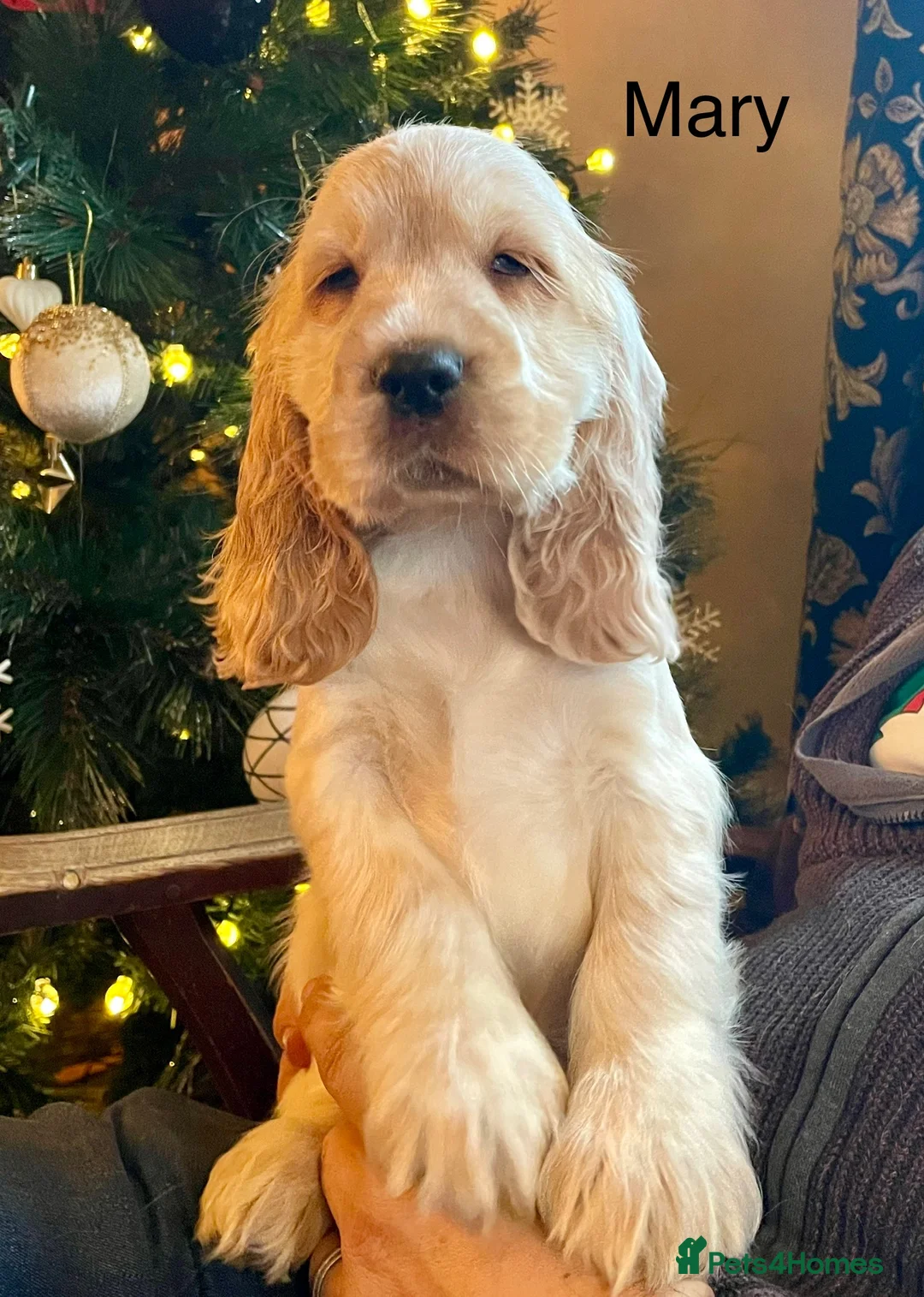Cocker Spaniel dogs for sale: Gorgeous pair of pups remaining  - Advert 15