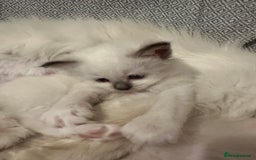 Birman cats for sale: Lovely Birman kittens  - Image 10
