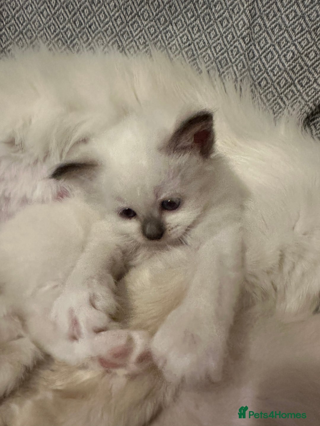 Birman cats for sale: Lovely Birman kittens  - Image 10