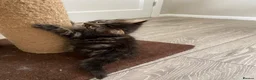 British Longhair cats for sale: 4 adorable kittens - Advert 15