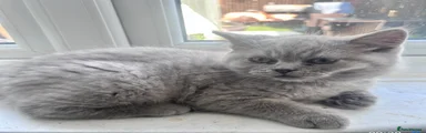 British Shorthair Kitten 2