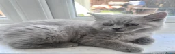 British Shorthair cats for sale: British blue/lilac shorthair kittens  in London - Advert 4