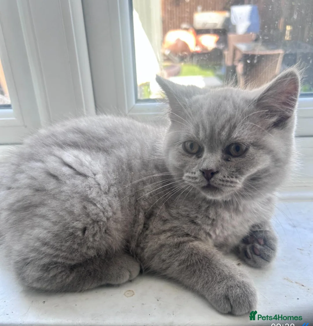 British Shorthair cats for sale: British blue/lilac shorthair kittens  in London - Advert 4