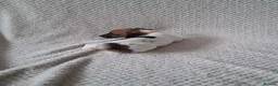 Jack Russell dogs for sale: Jack Russell Puppies  - Advert 9