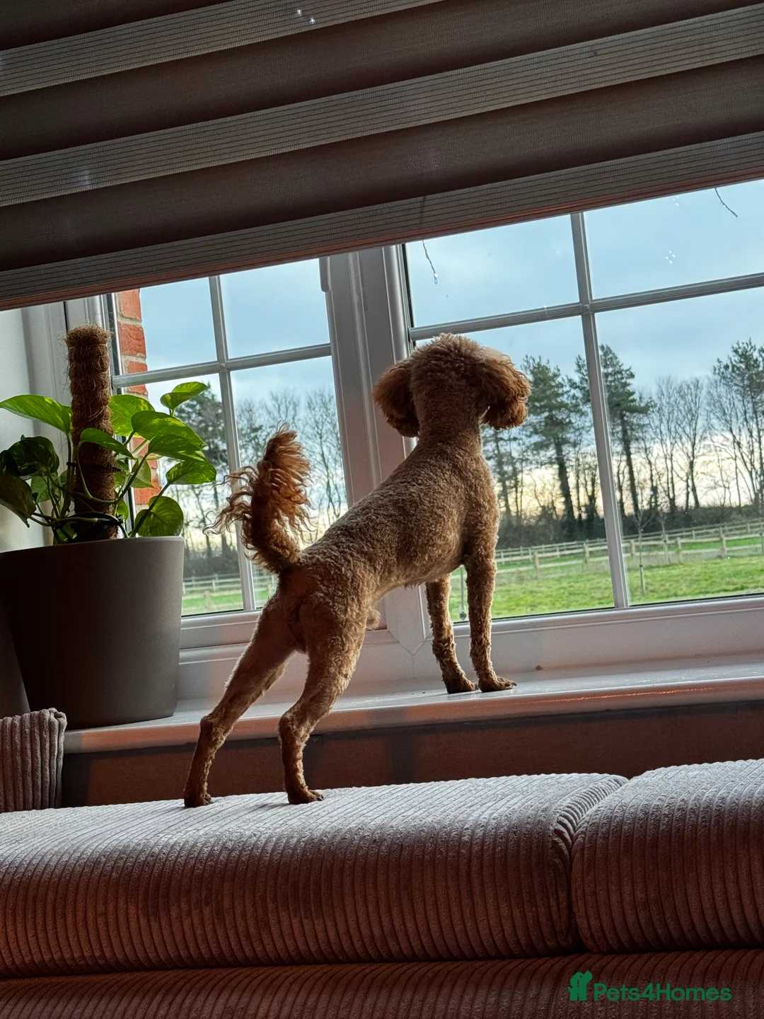 Toy Poodle dogs for stud: Vinnie 💥 - Advert 2