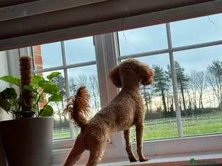 Toy Poodle dogs Vinnie 💥 - Advert 2