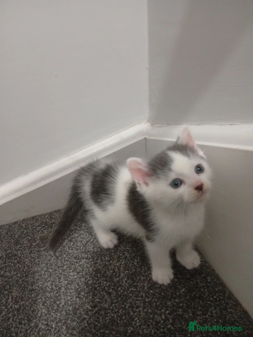 Mixed Breed cats for sale: Playful kittens ✨ - Advert 2