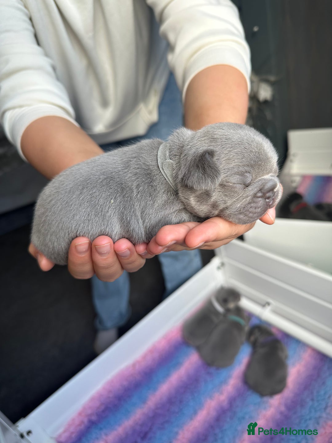 French Bulldog dogs for sale: 2nd litter of ⭐Jesus⭐️ natk9 frenchies - Image 21