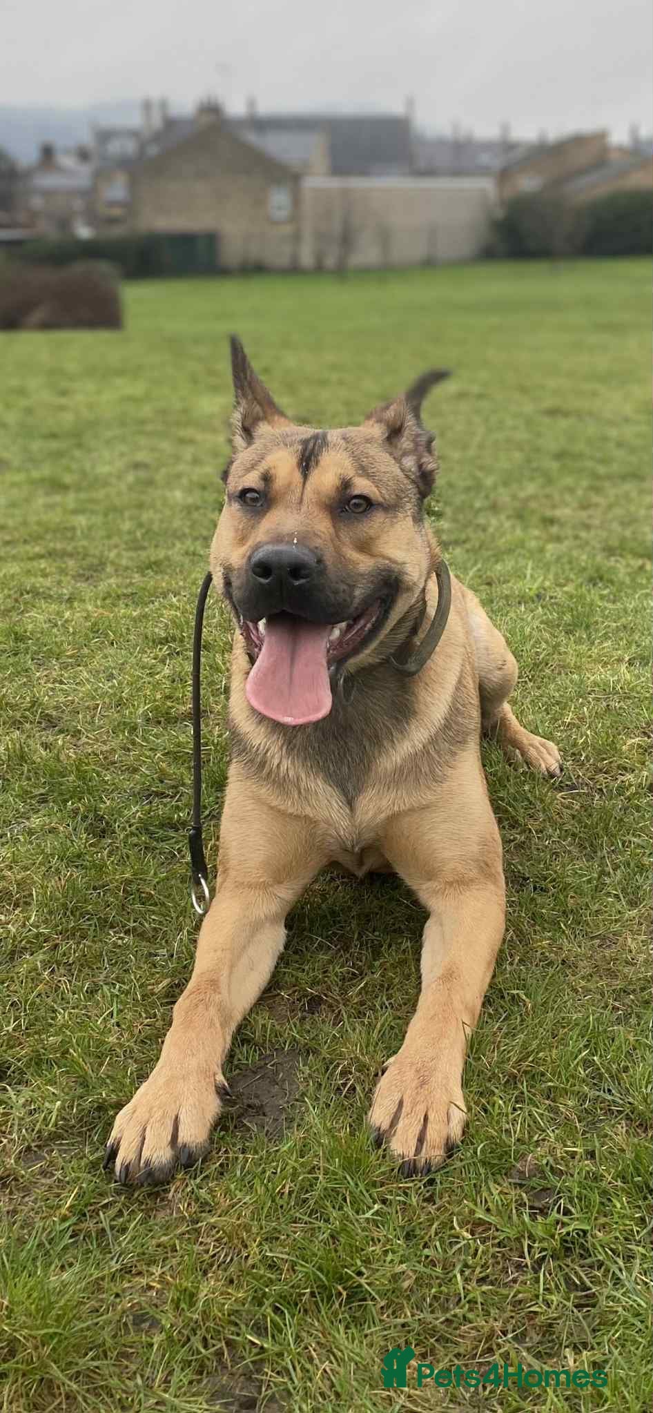 Mixed Breed dogs 7 Month Old Bullherder Puppy for rehome - Advert 5