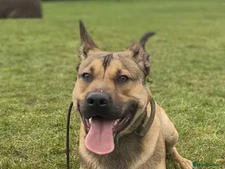 Mixed Breed dogs 7 Month Old Bullherder Puppy for rehome - Advert 5