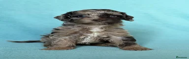 Cockapoo 1