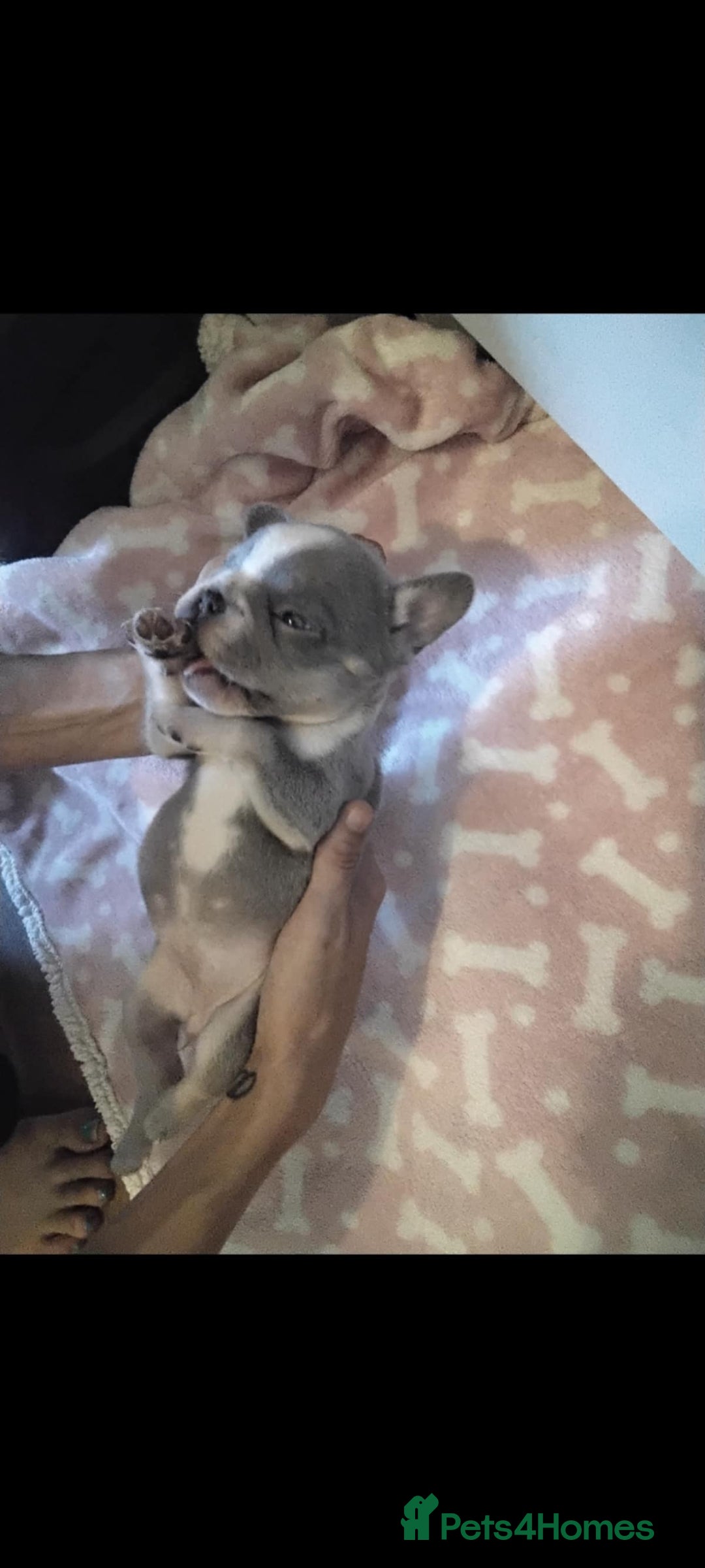 French Bulldog dogs for sale: X4 frenchbulldogs/fluffy carriers - Image 8
