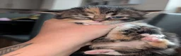 Mixed Breed cats for sale: Maine coon X Norwegian forest cat.  - Advert 3