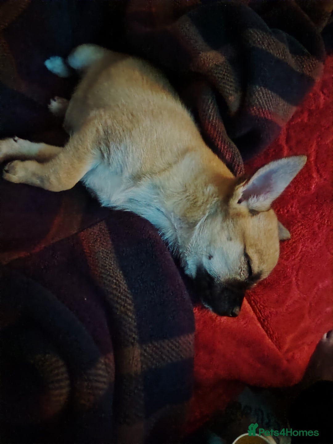 Pomchi dogs for sale: Pomchi girl phoebe  - Advert 17