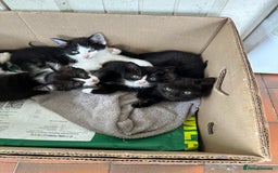 Mixed Breed cats for sale: 4 purr boxes  - Image 1