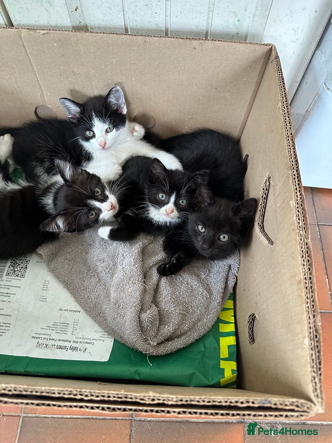 Mixed Breed cats for sale: 4 purr boxes  - Image 1