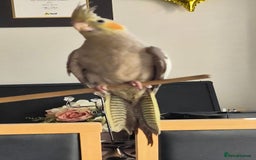 Cockatiels birds for sale: Cockatiels for sale - Image 2