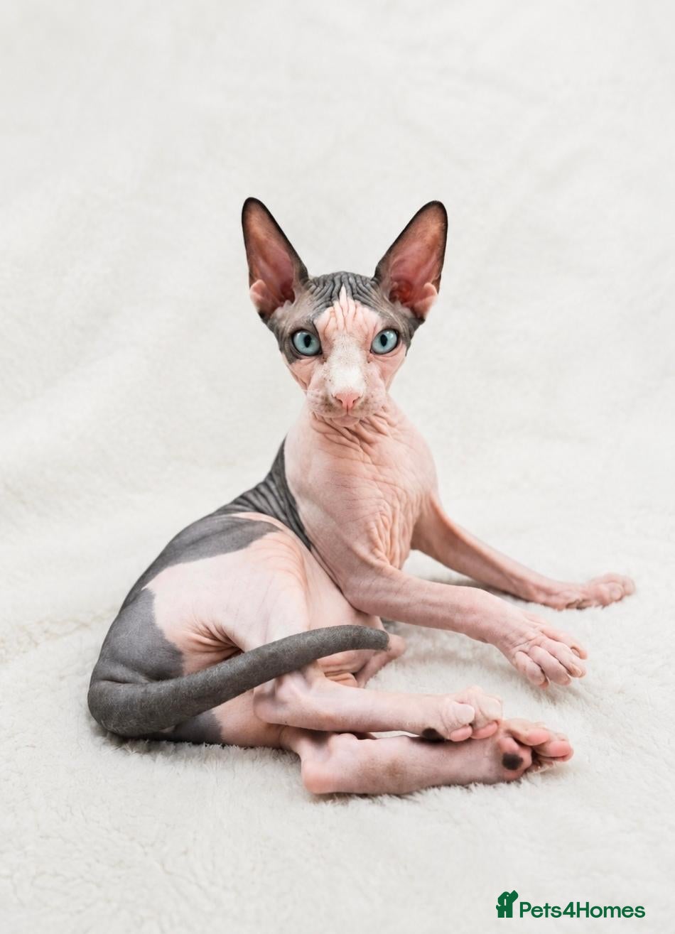 Sphynx cats Amaizing blue eye TICA & GCCF Sphynx Boy  🩷 - Advert 1