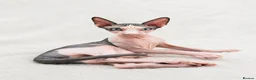 Sphynx cats for sale: Amaizing blue eye TICA & GCCF Sphynx Boy  🩷 - Advert 1