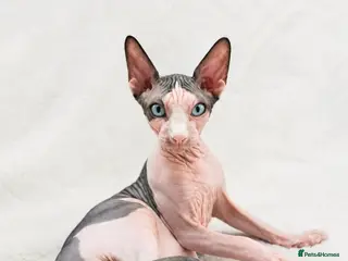 Sphynx cats Amaizing blue eye TICA & GCCF Sphynx Boy 🩷 - Advert 1