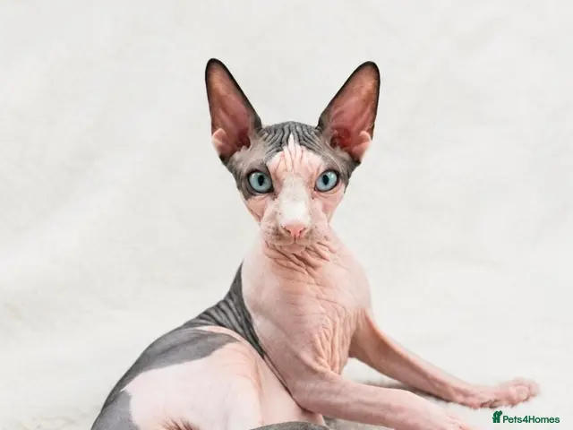 Sphynx cats for sale: Amaizing blue eye TICA & GCCF Sphynx Boy 🩷 - Advert 1