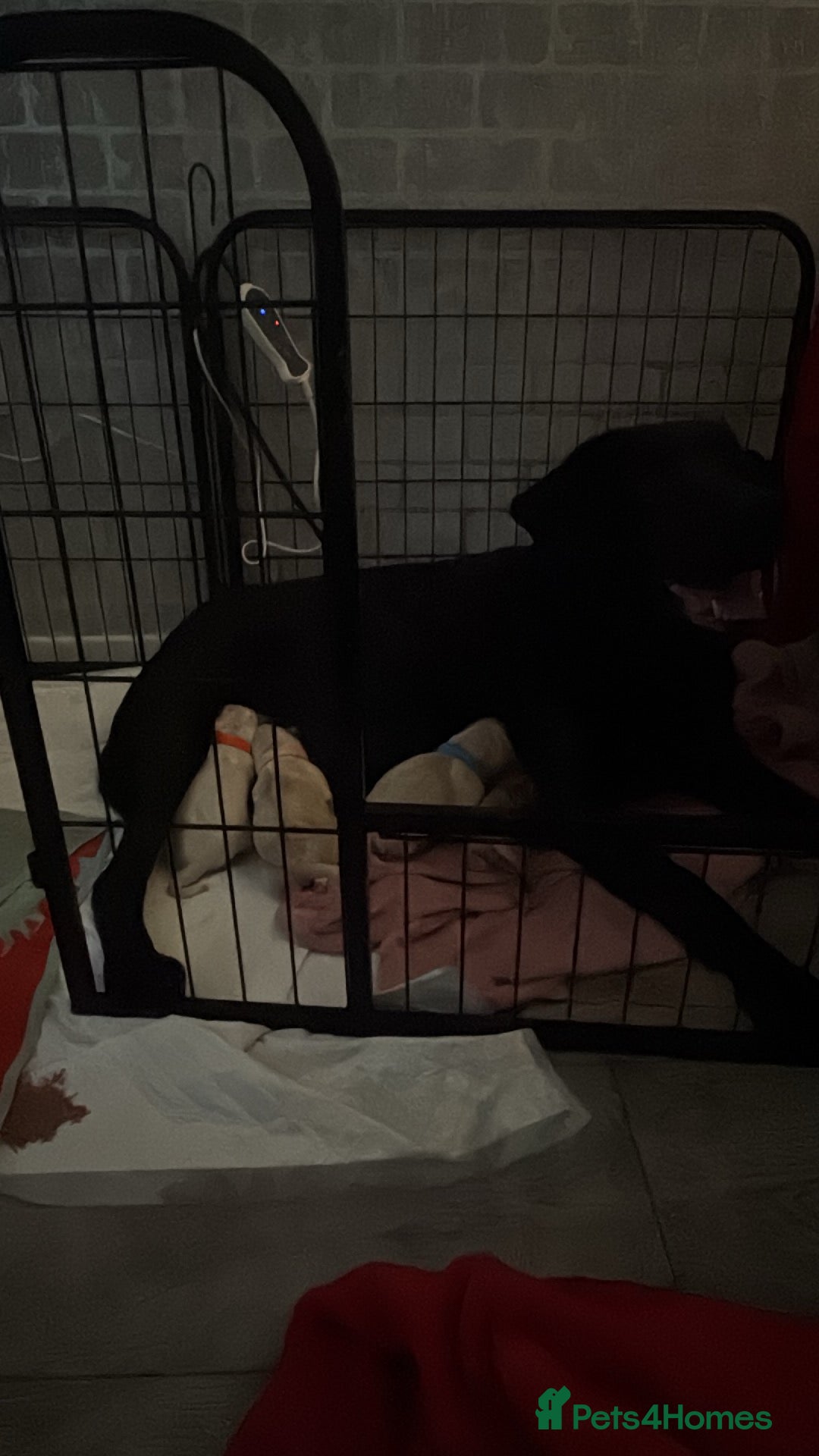 Labrador Retriever dogs for sale: 9 stunning Labrador puppies  - Image 15