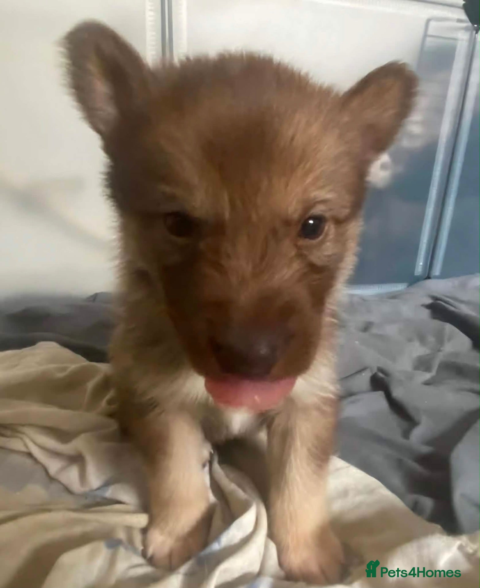 Mixed Breed dogs 5 x collie x husky x sheperd puppies - Advert 17