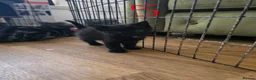 British Longhair cats for sale: Long haired kittens  in Waterlooville - Advert 21