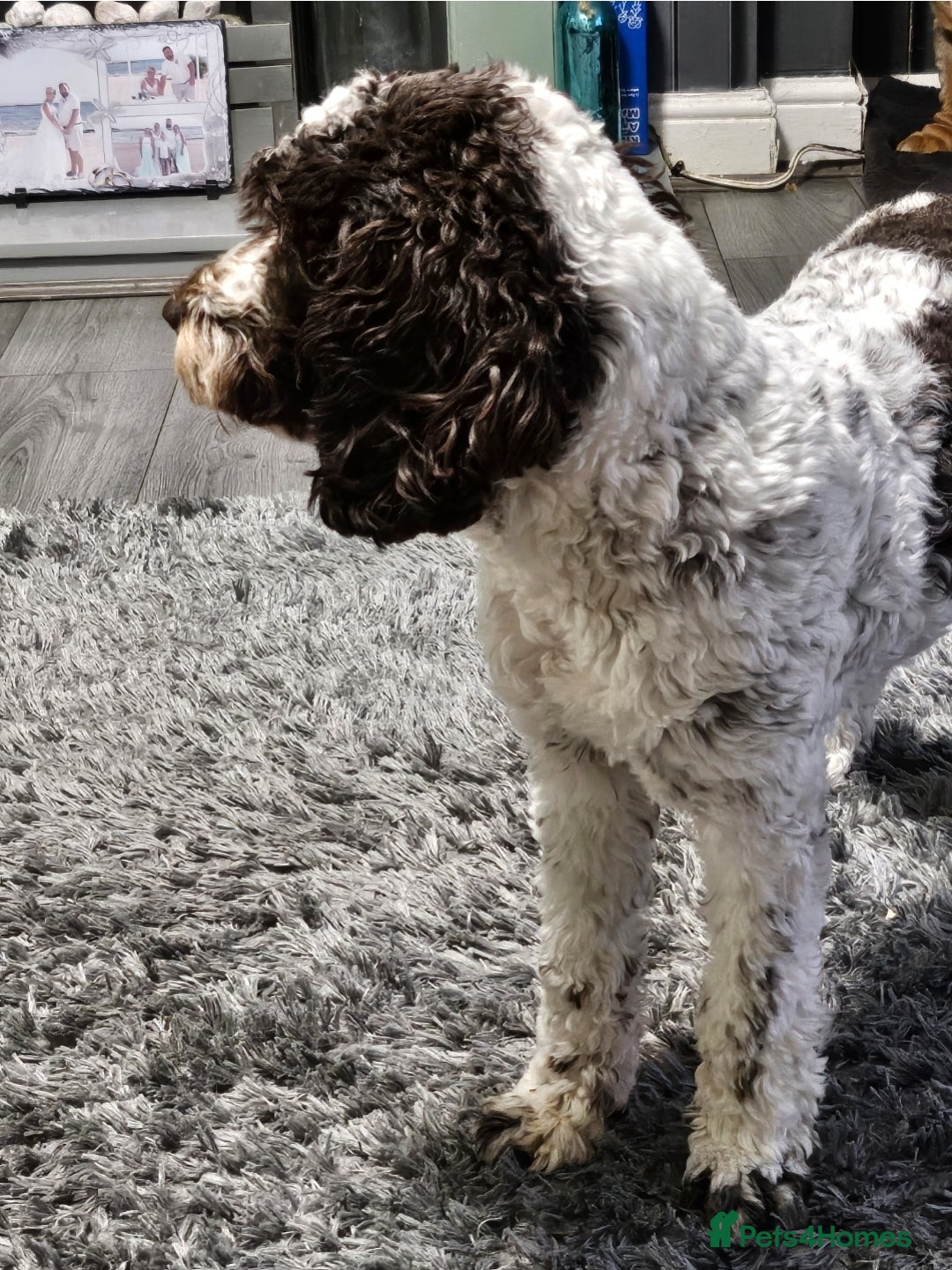 Cockapoo dogs for sale: Cockapoo puppies - Image 4