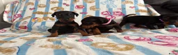 Dobermann dogs for sale: Kc reg Health tested parents Black and Tan girls  - Advert 5