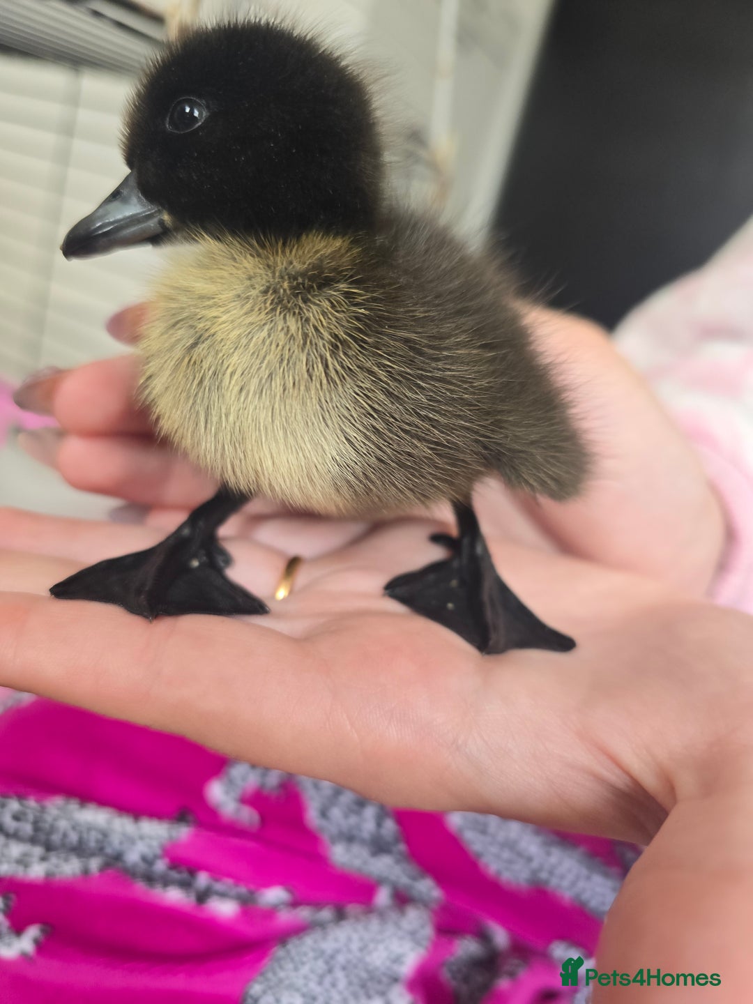 Ducks poultry for sale: Purebred Show Quality Caygua Ducklings  - Image 1