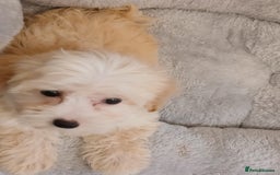 Maltipoo dogs for sale: Maltipoo puppies boy and girl available  - Image 3