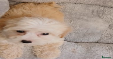 Maltipoo dogs - Advert 9
