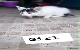 Domestic Shorthair cats for sale: 🐾✨ Adorable Litter of Kittens ✨🐾 - Image 6