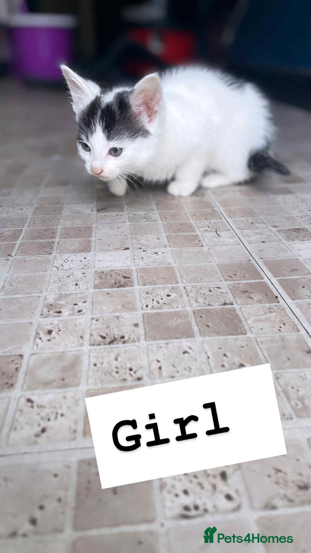 Domestic Shorthair cats for sale: 🐾✨ Adorable Litter of Kittens ✨🐾 - Image 6