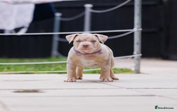 American Bully dogs for sale: REAL QUALITY BULLYS READY  - Image 9