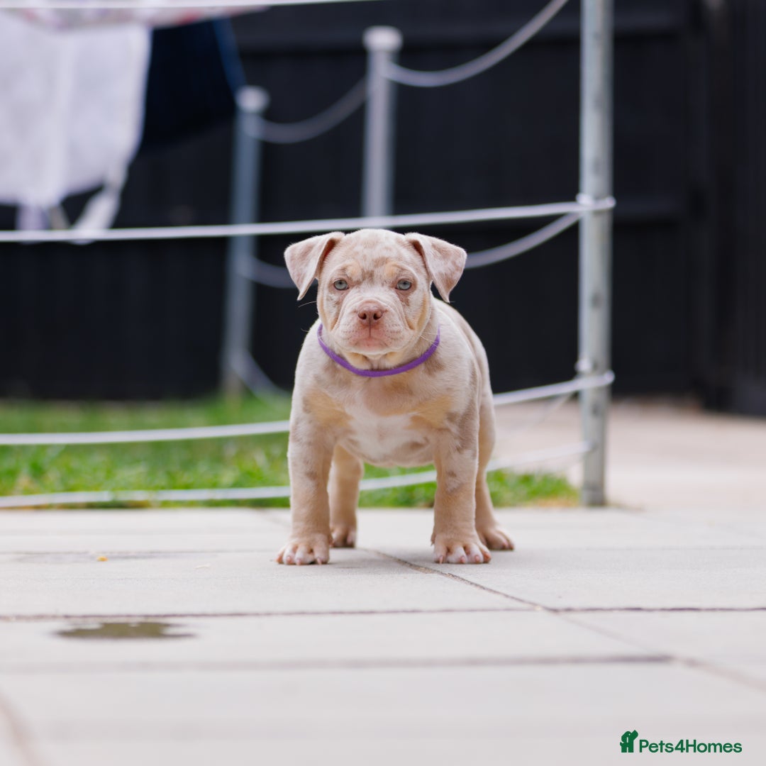 American Bully dogs for sale: REAL QUALITY BULLYS READY  - Image 9