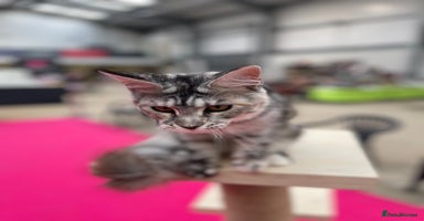Maine Coon cats - Advert 13