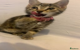 Mixed Breed cats for sale: Jelly bean looking for her forever home 🏡 🫘 🥰 - Image 9