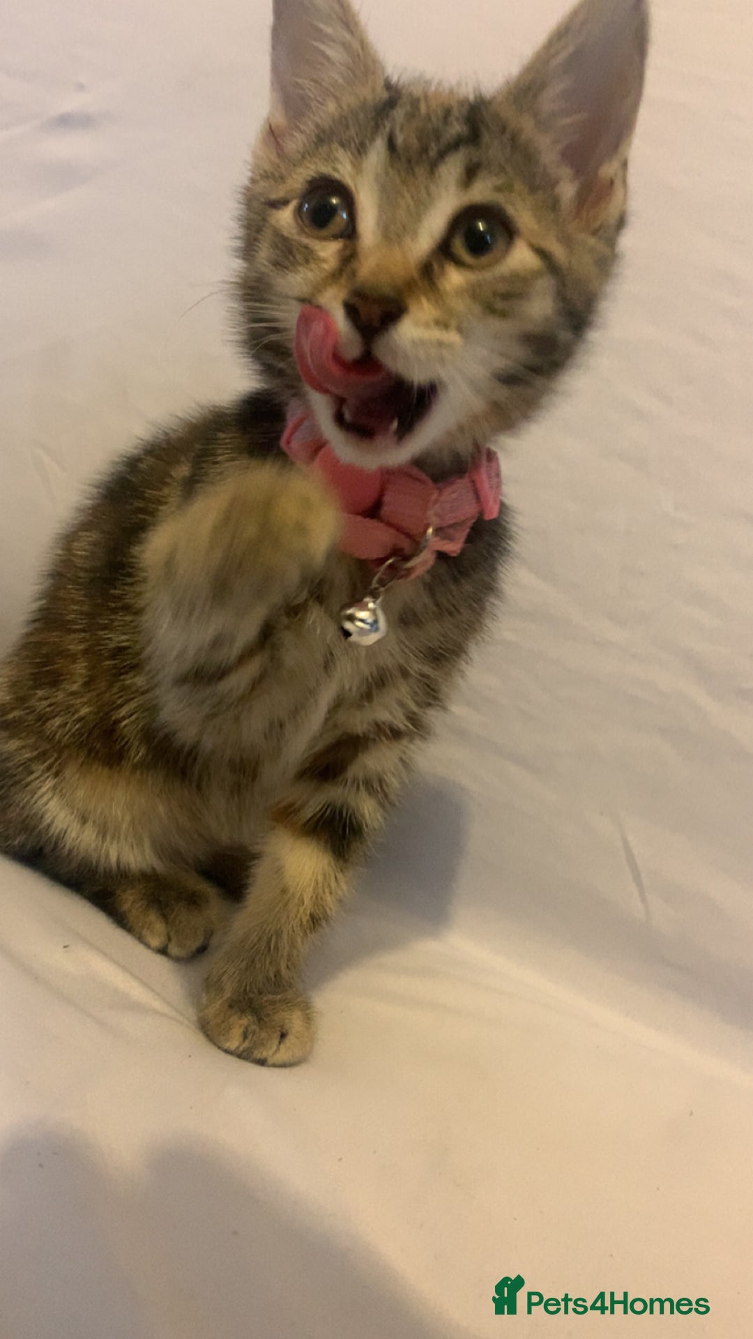 Mixed Breed cats for sale: Jelly bean looking for her forever home 🏡 🫘 🥰 - Image 9