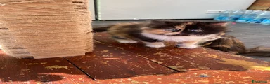 Persian Kitten 2