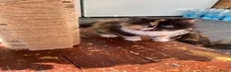 Persian cats for sale: Our beautiful litter of 3 Persian x  kittens - Advert 24