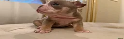 English Bulldog dogs for sale: Top tier kc British bulldog  - Advert 10