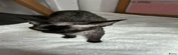 Devon Rex cats for sale: Gorgeous Devon Rex kittens - Advert 9