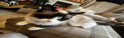 Ragdoll cats for sale: Ragdoll male  - Advert 3