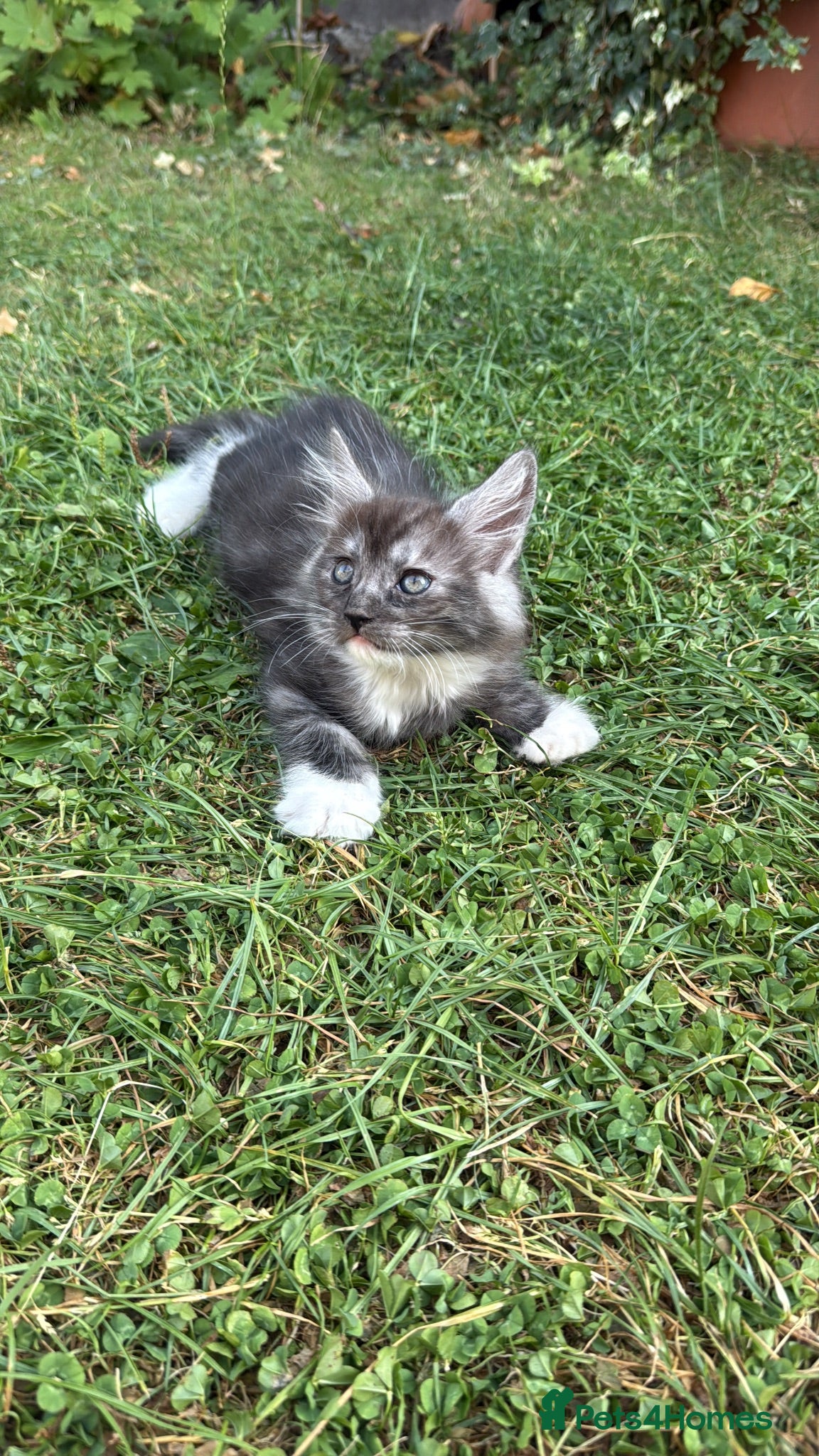 Maine Coon cats Mixed mainecoons  - Advert 6