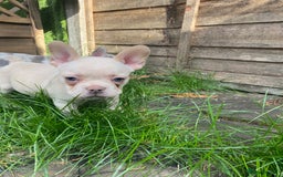 French Bulldog dogs for sale: 2 lovely French bulldog boys for sale  - Image 9